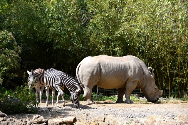 zebras,and,rhinoceros,osnabrück,zoo,,june,2018.